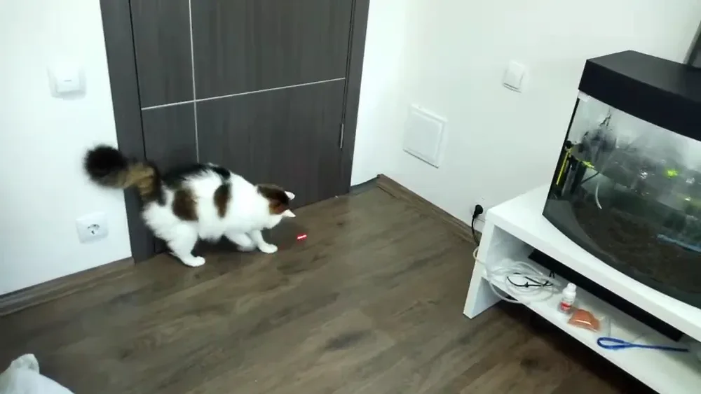 CatsHotel - Гостиница для кошек киев - 3