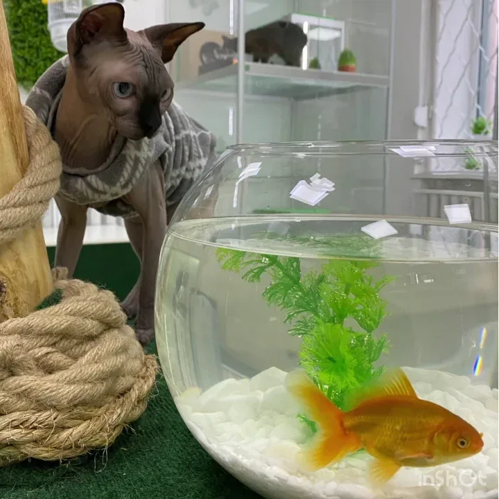 Мир Мяу