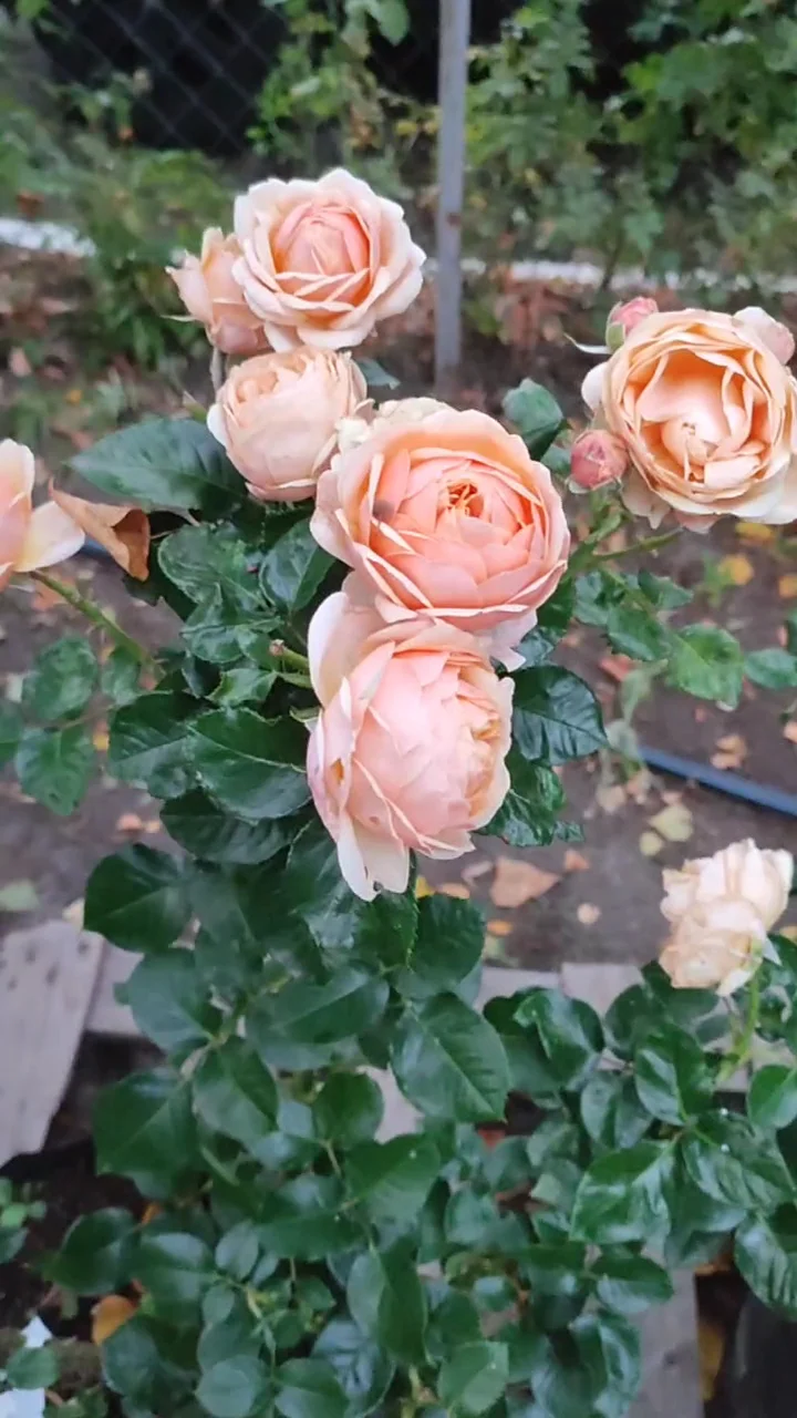 Садовий центр ТАВІЯ. ТАВІЯСАД - 5